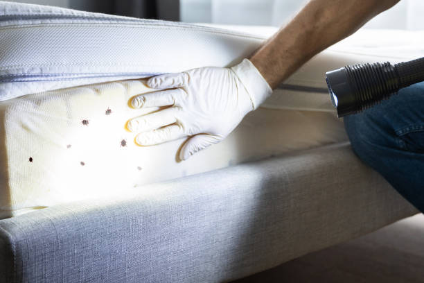 Best Termite Control Services  in Harbison Nyon, CA