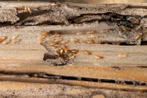Best Pest Prevention Services  in Harbison Nyon, CA